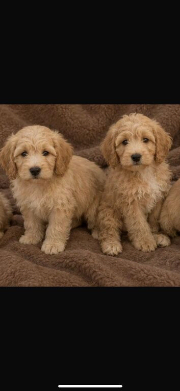 Beautiful CAVAPOO puppies for sale