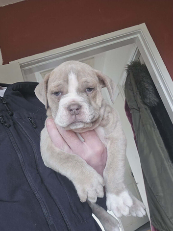 Bulldog puppies 10 weeks boys 5 available