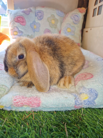 Mini lop kits available to reserve