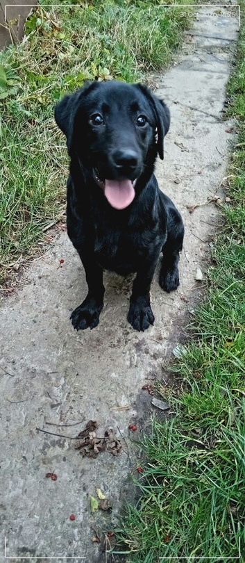 Labrador dog