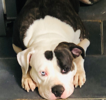 American Bulldog Puppies
