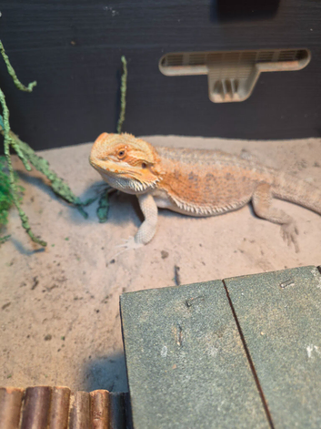 Female bearded dragon