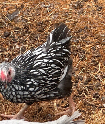 WYANDOTTE BANTAM COCKEREL