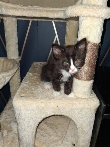 4 kittens 3 girls 1 boy ready to go 10 weeks old