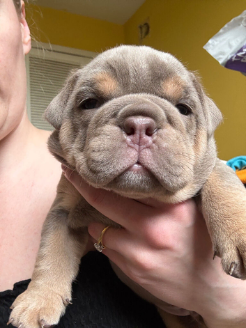 KC English bulldogs