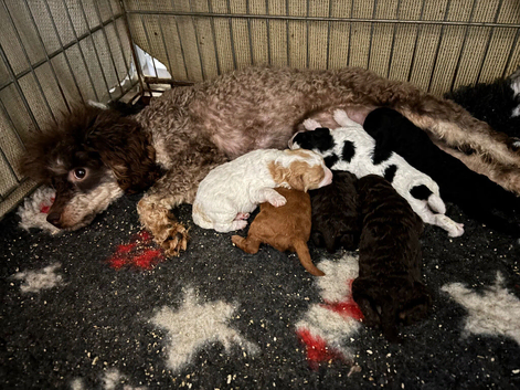 Cavapoos ready now 1 boy available