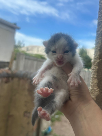 Mixed breed kittens