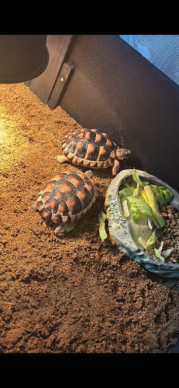 Marginated tortoises