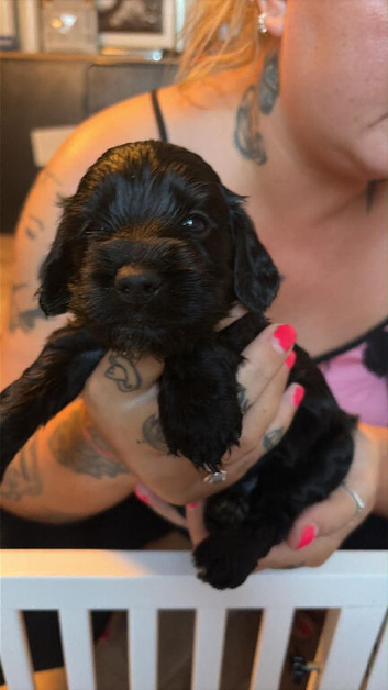 Cockapoo Fb1 black and white- blue roan