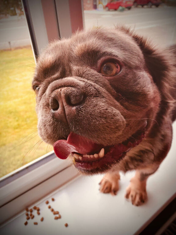 2 year old fluffy French bulldog