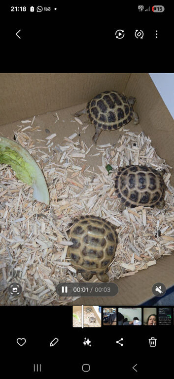 Tortoise