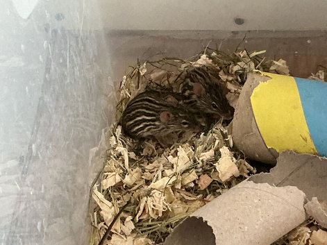 Zebra striped Barbary grass mice