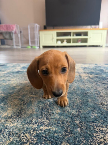 2 miniature dachshund boys