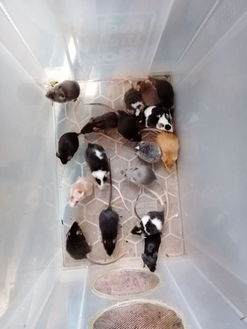 Fancy mice