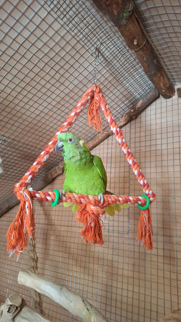 Proven pair yellow naped amazons