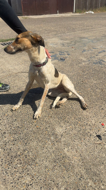 Mixed bred lit lurcher