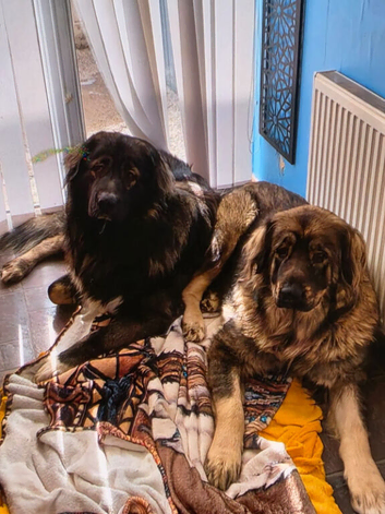 Puppies