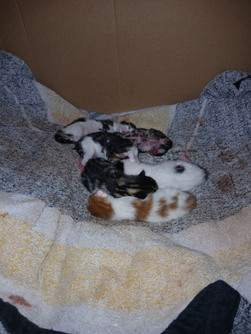 Kittens for sale tacken deposits now