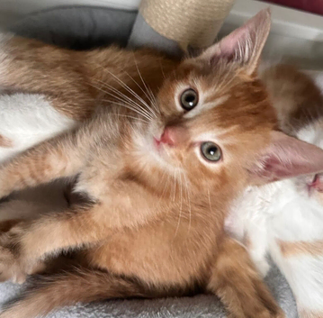 3 Kittens : REHOME NEEDED ALLERGIES