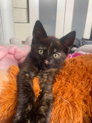 One girl looking for loving home
