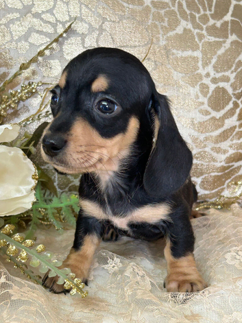 KC Smooth Coat Dachshund Puppies