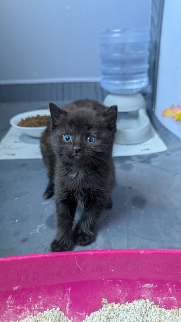Beautiful Kittens wanting 5 star homes