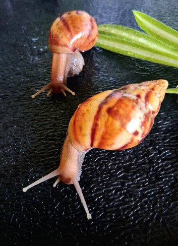 FULL BIOACTIVE SET UP!! GIANT AFRICAN LAND SNAILS STARTER KIT