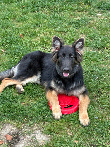 7 month old female German shepherd