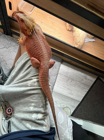 Hypo trans dragon