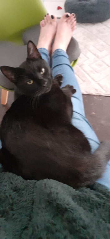 black male cat