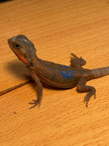 Beautiful baby bearded dragons