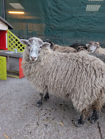6 x Ewes