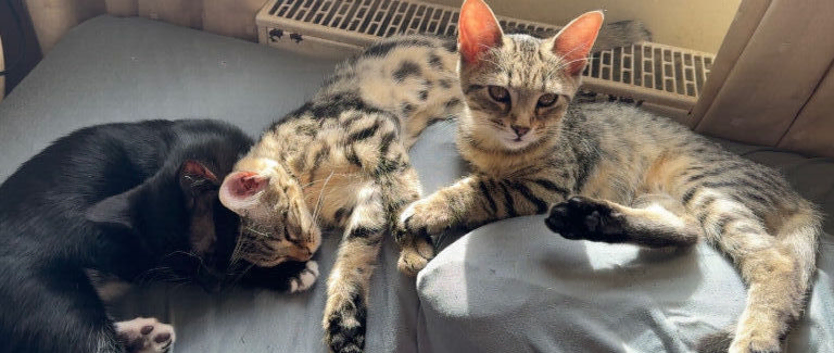 cross bengals ready for forever homes