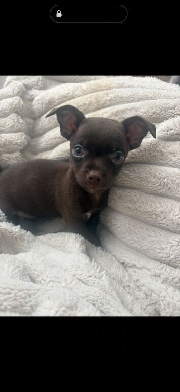 Chihuahua x Patterdale