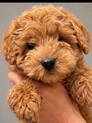 Beautiful cockapoo pups ready now