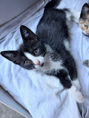 3 lovely kittens looking for new homes
