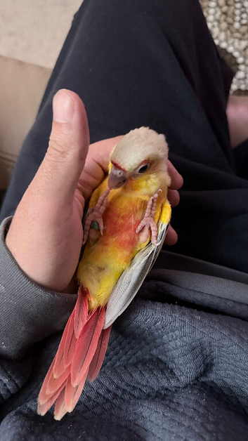 Baby Mooncheck and Suncheek conures 4-6 weeks