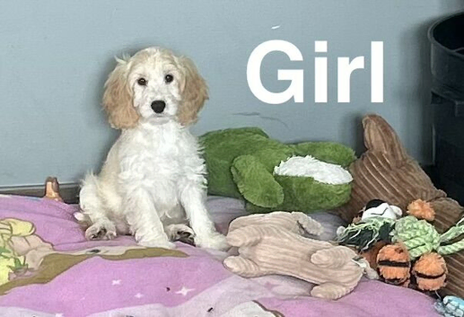 Snowflake adorable puppies looking for homes