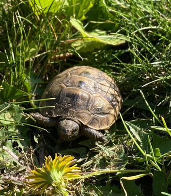 Mediterranean spurthigh tortoise hatchlings