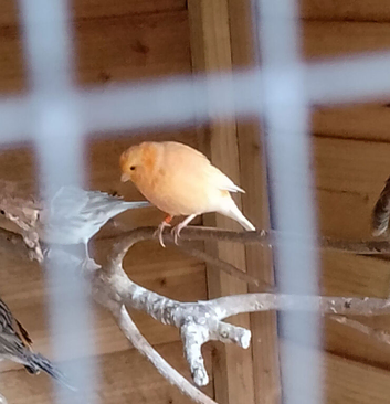 Beautiful singing male canaries