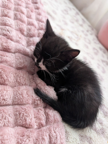 Beautiful kittens. Looking for their forever home