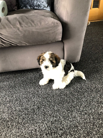 Havanese mix puppies