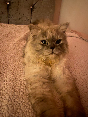 Persian cat