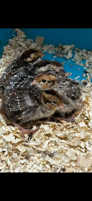 Male Japanese quail