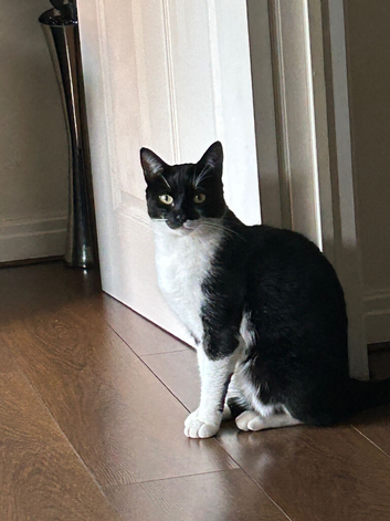 2 cats need rehomimg