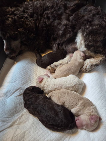 Cockapoo puppies