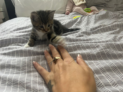 Lovely tabby kitten ready now