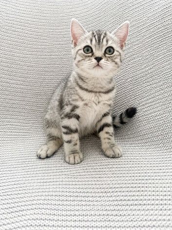 Three BSH registered kittens left