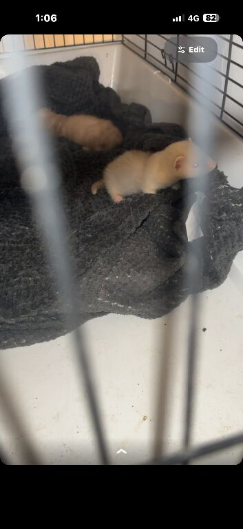 2 11 week old ferrets for sale