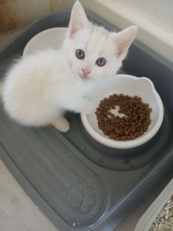 5 beautiful kittens